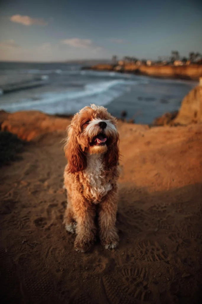 Happy dog sitting on a cliffside trail above the ocean in Ocean Beach, San Diego